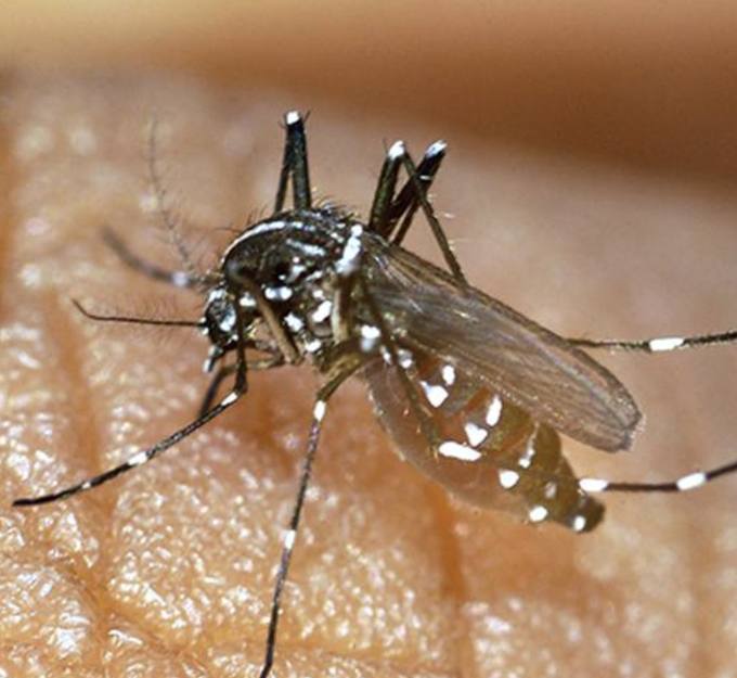 Chikungunya chega à Île-de-France: o que a comunidade precisa saber